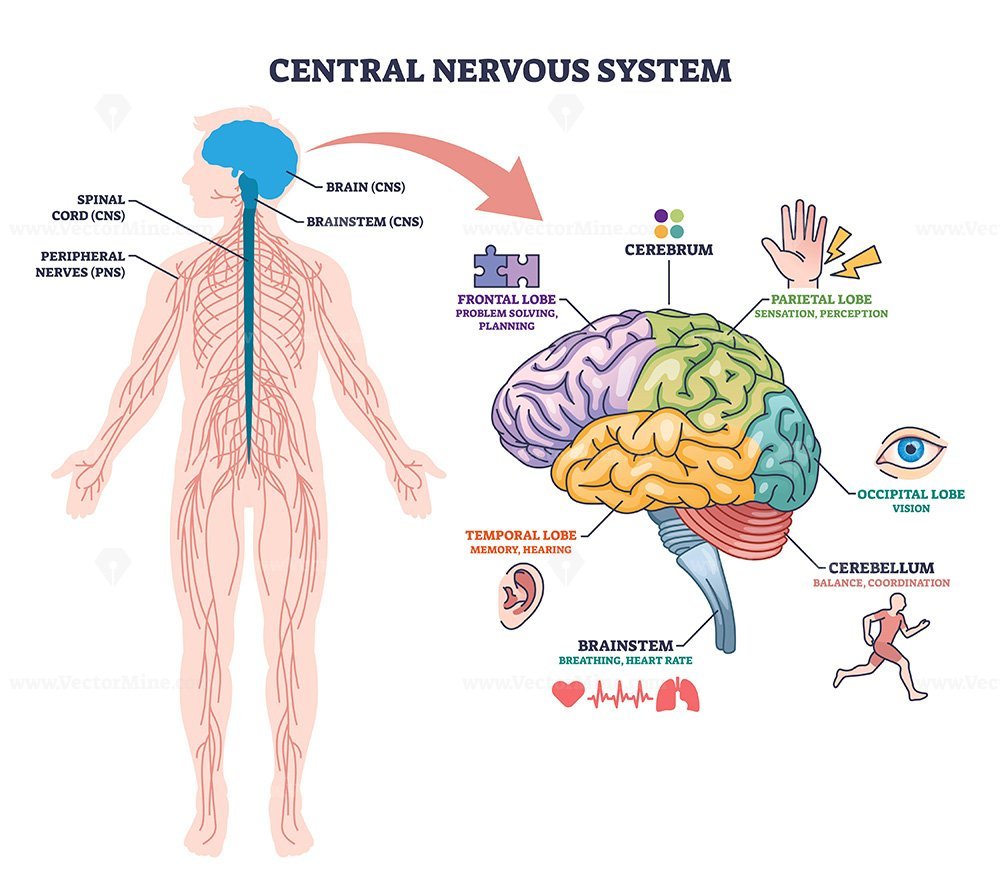 Diploma in Neurology